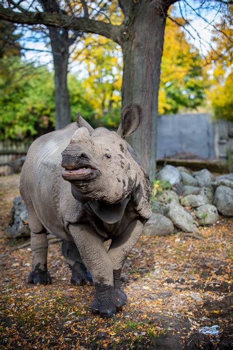 Rhino at Buffalo Zoo briefly breaks free from enclosure